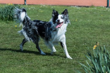 Bild 283 - VL Marienthaler THC - THC von Horn und Hamm